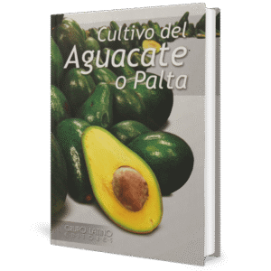 CULTIVO DEL AGUACATE O PALTA